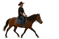 Horse running
